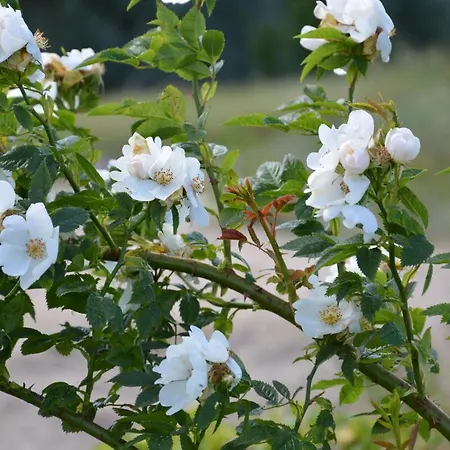Korter Perka Kodumajutus *
