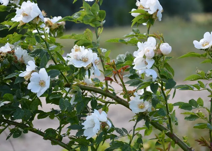 Lägenhet Perka Kodumajutus *