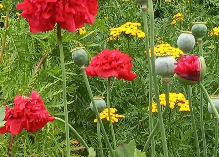 Perka Kodumajutus Häädemeeste