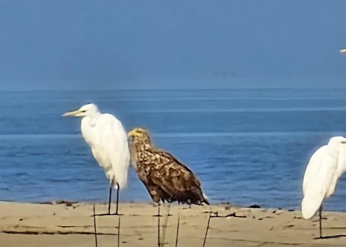 Perka Kodumajutus Apartman