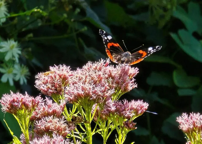 Apartman Perka Kodumajutus Häädemeeste